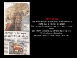 Na China Eles mantêm um espetáculo mais ridículo e idiota que o Rodeio do Brasil.  Um cavalo tem que andar e correr com um Leão  (que tem o dobro ou o triplo de seu peso) Montado em cima dele.  Machucando-o, arranhando, etc etc. 