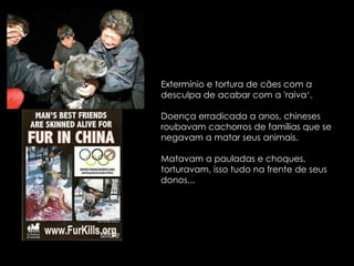Extermínio e tortura de cães com a desculpa de acabar com a 'raiva‘. Doença erradicada a anos, chineses roubavam cachorros de famílias que se negavam a matar seus animais.  Matavam a pauladas e choques, torturavam, isso tudo na frente de seus donos... 