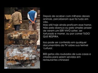 Depois de acabar com milhares desses animais, perceberam que foi tudo em vão.  Mas até hoje ainda praticam esse horror.  Não pela doença ou pelo simples prazer de verem um SER VIVO sofrer, ser torturado e morrer, ou por comer TUDO QUE RESPIRA.  Isso pode ser conferido em qualquer documentário da TV sobre sua terrível 'cultura'. 800 gatos são roubados de suas casas e criados para serem servidos em restaurantes chineses! 