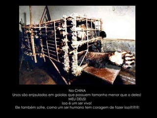 Na CHINA Ursos são enjaulados em gaiolas que possuem tamanho menor que o deles!  MEU DEUS! isso é um ser vivo!  Ele também sofre, como um ser humano tem coragem de fazer isso?!?!?! 