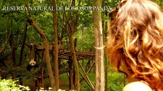 RESERVANATURAL DE LOS OSOS PANDARESERVANATURAL DE LOS OSOS PANDA
 