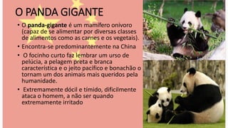 O PANDA GIGANTE
• O panda-gigante é um mamífero onívoro
(capaz de se alimentar por diversas classes
de alimentos como as carnes e os vegetais).
• Encontra-se predominantemente na China
• O focinho curto faz lembrar um urso de
pelúcia, a pelagem preta e branca
característica e o jeito pacífico e bonachão o
tornam um dos animais mais queridos pela
humanidade.
• Extremamente dócil e tímido, dificilmente
ataca o homem, a não ser quando
extremamente irritado
 