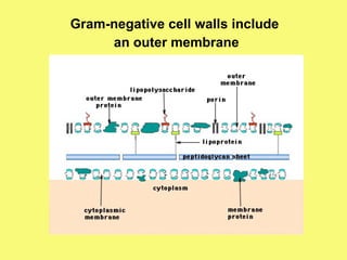 Gram-negative cell walls include  an outer membrane 