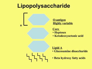 Lipopolysaccharide Lipid A Glucosamine disaccharide Beta hydroxy fatty acids Core  Heptoses Ketodeoxyoctonic acid O-antigen Highly variable n 