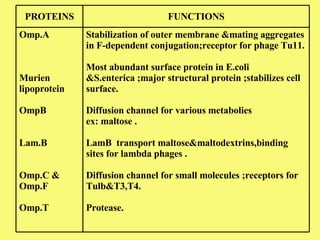 Stabilization of outer membrane &mating aggregates in F-dependent conjugation;receptor for phage Tu11. Most abundant surface protein in E.coli &S.enterica ;major structural protein ;stabilizes cell surface. Diffusion channel for various metabolies  ex: maltose .  LamB  transport maltose&maltodextrins,binding sites for lambda phages .  Diffusion channel for small molecules ;receptors for Tulb&T3,T4. Protease. Omp.A  Murien lipoprotein OmpB Lam.B Omp.C & Omp.F Omp.T FUNCTIONS PROTEINS 