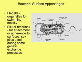 Bacterial Surface Appendages Flagella - organelles for swimming motility Pili (or fimbriae) - for attachment or adherence to surfaces; sex pilus used during some genetic exchange processes 