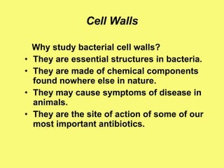 Cell Walls Why study bacterial cell walls? They are essential structures in bacteria. They are made of chemical components found nowhere else in nature. They may cause symptoms of disease in animals. They are the site of action of some of our most important antibiotics. 