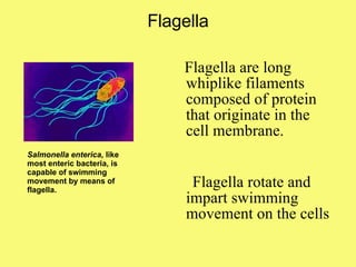 Flagella Flagella are long whiplike filaments composed of protein that originate in the cell membrane. Flagella rotate and impart swimming movement on the cells Salmonella enterica,  like most enteric bacteria, is capable of swimming movement by means of flagella. 