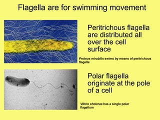 Flagella are for swimming movement Peritrichous flagella are distributed all over the cell surface Polar flagella originate at the pole of a cell Proteus mirabilis  swims by means of peritrichous flagella Vibrio cholerae  has a single polar flagellum 