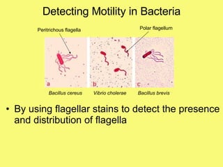 Detecting Motility in Bacteria By using flagellar stains to detect the presence and distribution of flagella Bacillus cereus Vibrio cholerae Bacillus brevis Polar flagellum Peritrichous flagella 