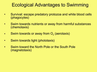 Ecological Advantages to Swimming Survival: escape predatory protozoa and white blood cells (phagocytes) Swim towards nutrients or away from harmful substances (chemotaxis) Swim towards or away from O 2  (aerotaxis) Swim towards light (phototaxis) Swim toward the North Pole or the South Pole (magnetotaxis) 