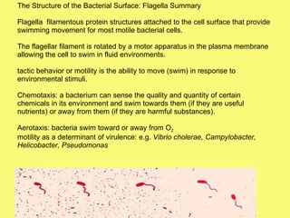 The Structure of the Bacterial Surface: Flagella Summary Flagella  filamentous protein structures attached to the cell surface that provide swimming movement for most motile bacterial cells. The flagellar filament is rotated by a motor apparatus in the plasma membrane allowing the cell to swim in fluid environments. tactic behavior or motility is the ability to move (swim) in response to environmental stimuli. Chemotaxis: a bacterium can sense the quality and quantity of certain chemicals in its environment and swim towards them (if they are useful nutrients) or away from them (if they are harmful substances).  Aerotaxis: bacteria swim toward or away from O 2 motility as a determinant of virulence: e.g.  Vibrio cholerae, Campylobacter, Helicobacter, Pseudomonas   