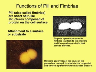 Functions of Pili and Fimbriae Attachment to a surface or substrate Shigella dysenteriae  uses its  fimbriae to attach to the intestine and then produces a toxin that  causes diarrhea. Neissera gonorrhoeae,  the cause of the gonorrhea, uses pili to attach to the urogenital and cervical epithelium when it causes disease Pili (also called fimbriae) are short hair-like structures composed of protein on the cell surface.  