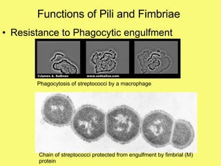 Functions of Pili and Fimbriae Resistance to Phagocytic engulfment Phagocytosis of streptococci by a macrophage Chain of streptococci protected from engulfment by fimbrial (M) protein   