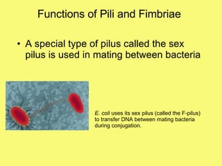 Functions of Pili and Fimbriae A special type of pilus called the sex pilus is used in mating between bacteria E. coli  uses its sex pilus (called the F-pilus) to transfer DNA between mating bacteria during conjugation. 