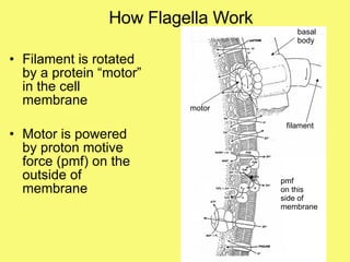How Flagella Work Filament is rotated by a protein “motor” in the cell membrane Motor is powered by proton motive force (pmf) on the outside of membrane motor basal body filament pmf  on this  side of membrane 