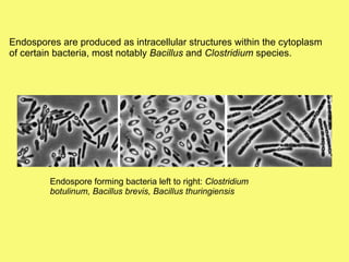 Endospores are produced as intracellular structures within the cytoplasm of certain bacteria, most notably  Bacillus  and  Clostridium  species. Endospore forming bacteria left to right:  Clostridium botulinum, Bacillus brevis, Bacillus thuringiensis   