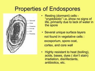 Properties of Endospores Resting (dormant) cells - “cryptobiotic” i.e.,show no signs of life..primarily due to lack of water in the spore Several unique surface layers not found in vegetative cells :  exosporium, spore coat, cortex, and core wall Highly resistant to heat (boiling), acids, bases, dyes ( don’t stain) irradiation, disinfectants, antibiotics, etc. 