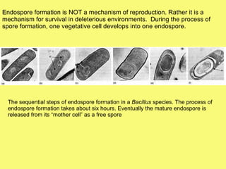 Endospore formation is NOT a mechanism of reproduction. Rather it is a mechanism for survival in deleterious environments.  During the process of spore formation, one vegetative cell develops into one endospore. The sequential steps of endospore formation in a  Bacillus  species. The process of endospore formation takes about six hours. Eventually the mature endospore is released from its “mother cell” as a free spore  