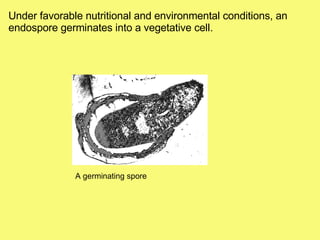 Under favorable nutritional and environmental conditions, an endospore germinates into a vegetative cell. A germinating spore 