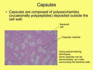 Capsules Capsules are composed of polysaccharides (occasionally polypeptides) deposited outside the cell wall. Using special staining techniques,  some capsules can be demonstrated  as a halo surrounding the bacterial cells. Bacterial cell Capsular material 