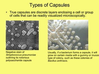 Types of Capsules True capsules are discrete layers enclosing a cell or group of cells that can be readily visualized microscopically. Negative stain of  Streptococcus pneumoniae  outlining its notorious polysaccharide capsule Usually, if a bacterium forms a capsule, it will  grow on certain media with a gummy or mucoid type of colony, such as these colonies of  Bacillus anthracis . 