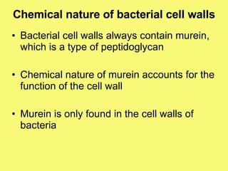 Chemical nature of bacterial cell walls Bacterial cell walls always contain murein, which is a type of peptidoglycan Chemical nature of murein accounts for the function of the cell wall Murein is only found in the cell walls of bacteria 