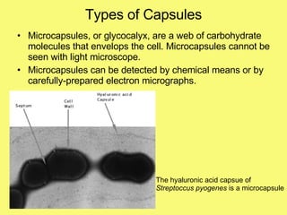 Types of Capsules Microcapsules, or glycocalyx, are a web of carbohydrate molecules that envelops the cell. Microcapsules cannot be seen with light microscope. Microcapsules can be detected by chemical means or by carefully-prepared electron micrographs. The hyaluronic acid capsue of  Streptoccus pyogenes  is a microcapsule 