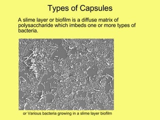 Types of Capsules A slime layer or biofilm is a diffuse matrix of polysaccharide which imbeds one or more types of bacteria. or Various bacteria growing in a slime layer biofilm 