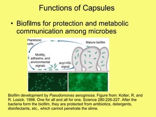 Functions of Capsules Biofilms for protection and metabolic communication among microbes Biofilm development by  Pseudomonas aeruginosa . Figure from: Kolter, R. and R. Losick. 1998. One for all and all for one. Science 280:226-227. After the bacteria form the biofilm, they are protected from antibiotics, detergents, disinfectants, etc., which cannot penetrate the slime. 