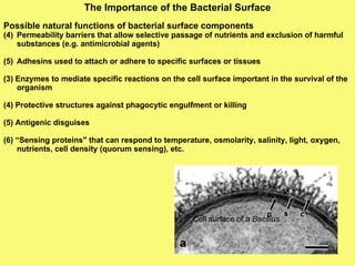 The Importance of the Bacterial Surface Possible natural functions of bacterial surface components   Permeability barriers that allow selective passage of nutrients and exclusion of harmful  substances (e.g. antimicrobial agents) Adhesins used to attach or adhere to specific surfaces or tissues (3) Enzymes to mediate specific reactions on the cell surface important in the survival of the organism (4) Protective structures against phagocytic engulfment or killing (5) Antigenic disguises  (6) “Sensing proteins" that can respond to temperature, osmolarity, salinity, light, oxygen, nutrients, cell density (quorum sensing), etc. Cell surface of a  Bacillus 