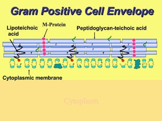 Gram Positive Cell Envelope Cytoplasm Lipoteichoic acid Peptidoglycan-teichoic acid  Cytoplasmic membrane M-Protein r r r r r r r r r r 