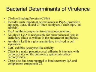 Bacterial Determinants of Virulence Choline Binding Proteins (CBPs) Includes such important determinants as PspA (protective antigen), LytA, B, and C (three autolysins), and CbpA (an adhesin). PspA inhibits complement-mediated opsonization. Autolysin LytA is responsible for pneumococcal lysis in stationary phase as well as in the presence of antibiotics.  Autolysin LytB is a glucosaminidase involved in cell separation.  LytC exhibits lysozyme-like activity. CbpA is a major pneumococcal adhesin. It interacts with carbohydrates on the pulmonary epithelial surface carbohydrates.  CbpA also has been reported to bind secretory IgA and  complement component C3. 