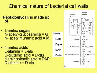 Chemical nature of bacterial cell walls Peptidoglycan is made up of 2 amino sugars  N-acetyl-glucosamine = G  N- acetylmuramic acid = M  4 amino acids L-alanine = L-ala D-glutamic acid = D-glu diaminopimelic acid = DAP D-alanine = D-ala G—M L-ala D-glu DAP D-ala 