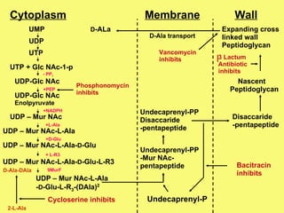 UMP UDP UTP UTP + Glc NAc-1-p UDP-Glc NAc UDP-Glc NAc Enolpyruvate UDP – Mur NAc UDP – Mur NAc-L-Ala UDP – Mur NAc-L-Ala- D -Glu UDP – Mur NAc-L-Ala- D -Glu-L-R3 UDP – Mur NAc-L-Ala - D -Glu-L-R 3 -(DAla) 2 D-Ala-DAla 2-L-Ala Cycloserine   inhibits 9MurF + L-R3 +D-Glu +L-Ala +NADPH +PEP - PP 1 Phosphonomycin inhibits D -ALa D-Ala transport Undecaprenyl-PP -Mur NAc-  pentapeptide Undecaprenyl-P Cytoplasm Membrane Wall Undecaprenyl-PP Disaccaride -pentapeptide Bacitracin inhibits Disaccaride -pentapeptide Nascent  Peptidoglycan Expanding cross  linked wall Peptidoglycan 3 Lactum Antibiotic inhibits Vancomycin inhibits 