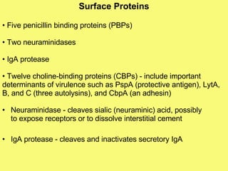 Neuraminidase - cleaves sialic (neuraminic) acid, possibly to expose receptors or to dissolve interstitial cement  IgA protease - cleaves and inactivates secretory IgA Surface Proteins •  Five penicillin binding proteins (PBPs)  •  Two neuraminidases •  IgA protease •  Twelve choline-binding proteins (CBPs) - include important determinants of virulence such as PspA (protective antigen), LytA, B, and C (three autolysins), and CbpA (an adhesin)  