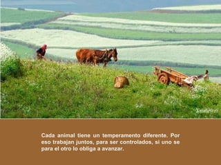Cada animal tiene un temperamento diferente. Por eso trabajan juntos, para ser controlados, si uno se para el otro lo obliga a avanzar. 