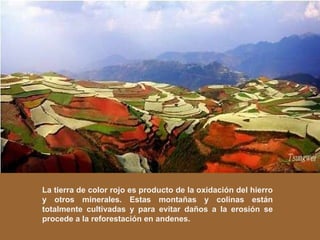 La tierra de color rojo es producto de la oxidación del hierro y otros minerales. Estas montañas y colinas están totalmente cultivadas y para evitar daños a la erosión se procede a la reforestación en andenes. 