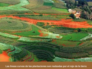 Las lineas curvas de las plantaciones son realzadas por el rojo de la tierra 