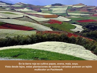 En la tierra roja se cultiva papas, avena, maíz, soya. Vista desde lejos, estas plantaciones de colores variados parecen un tejido multicolor un Pachtwork 