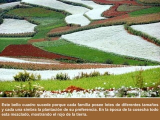 Este bello cuadro sucede porque cada família posee lotes de diferentes tamaños y cada una simbra la plantación de su preferencia. En la época de la cosecha todo esta mezclado, mostrando el rojo de la tierra. 