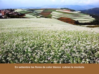 En setiembre las flores de color blanco  cubren la montaña 