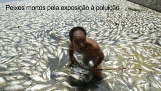 Peixes mortos pela exposição à poluição
 