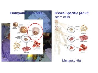 Embryonic  stem cells Pluripotential Tissue Specific (Adult) stem cells Multipotential 