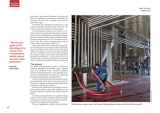 28
Week in China
Winter 2014
The Little
Red Book
PhotoSource:JanisMiglavs
equivalent, says Jancis Robinson, but plenty of
water is available from Himalayan snowmelt. The
autumns are drier too, so grapes can be left to
ripen for longer.
Elsewhere the widespread complaint is that
China’s weather extremes make it too hot, too
cold or too wet for consistent winemaking.
In Shandong the winters aren’t bitter, for in-
stance, but the summers and autumns can be hu-
mid and wet, increasing the risk of grape disease.
Inland it is drier but the winters are bone-chillers.
Average temperatures of -20°C in Ningxia are far
lower than the coldest winegrowing areas of
France, where they drop to about 0°C.
The yearly deep-freeze means that many Chi-
nese vines have to be pruned and bent, before be-
ing covered with soil to protect them. This often
results in damage, so vines in the wintry regions
are often younger than estates enjoying more
hospitable conditions. The pre-winter burial is
usually done by hand as well, which is becoming
more of a financial burden as labour costs go up.
The grapes
The most popular grapes grown in China are
Cabernet Sauvignon and Merlot, with a smaller
share for Cabernet Franc. Another common
choice is Cabernet Gernischt, once regarded as‘lo-
cal’ but now identified as Carmanere, a long-lost
varietal from Bordeaux (see box insert).
Grapes often seem to have been planted more
on perceptions about what consumers want to
drink than a deeper understanding of what might
grow best in the local conditions.
But the more fundamental challenge is unreli-
able quality, which is generally regarded as the
greatest obstacle to better wine being made in
China.
Currently, many wineries are supplied through
contracts with smaller vineyards, with the grapes
transported to fermentation stations for press-
ing and then shipped to the producer.
These arrangements separate the winemaker Producing on a larger scale: Citic Guoan’s Xinjiang vineyard makes 6 million bottles annually
“The climate
gives us the
advantage of a
disease-free
environment,
which means
we don’t need
pesticides”
Emma Gao
Silver Heights
 