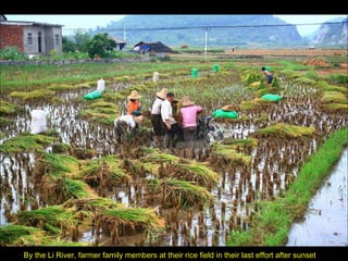By the Li River, farmer family members at their rice field in their last effort after sunset 
