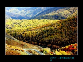 禾木村 --- 層林盡染美不勝收 