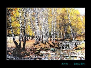 ， 禾木村 --- 金色 白楊木 