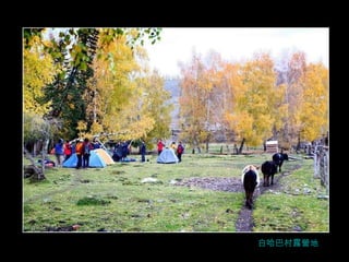 白哈巴村露營地 