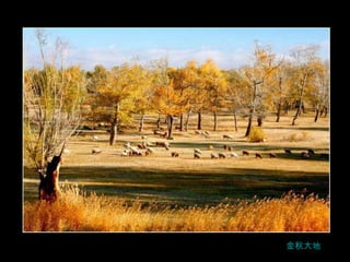 金秋大地 